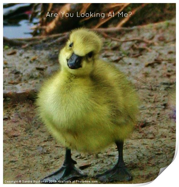 Cute Baby Gosling Print by Sandra Buchanan