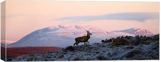 Red deer, Ben Wyvis Canvas Print by Macrae Images