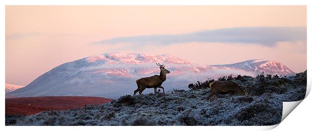 Red deer, Ben Wyvis Print by Macrae Images
