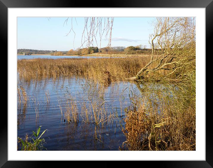 Autumn reeds at Chew Valley Lake Framed Mounted Print by Jane Hamblin