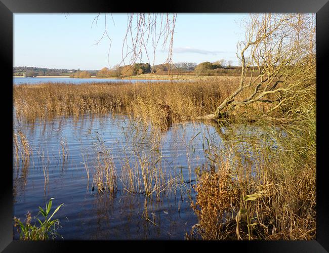 Autumn reeds at Chew Valley Lake Framed Print by Jane Hamblin