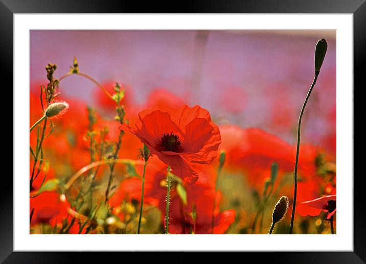 Poppy Field Close Up Framed Mounted Print by Ray Nelson