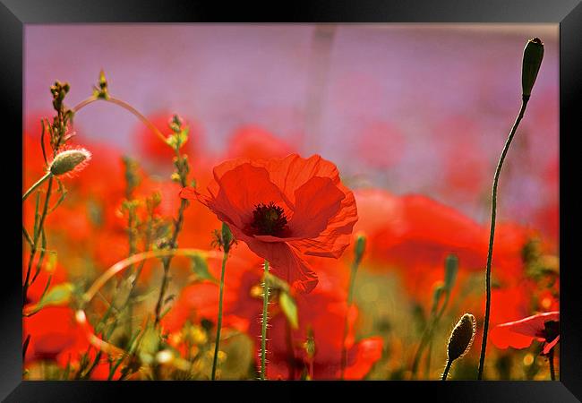 Poppy Field Close Up Framed Print by Ray Nelson