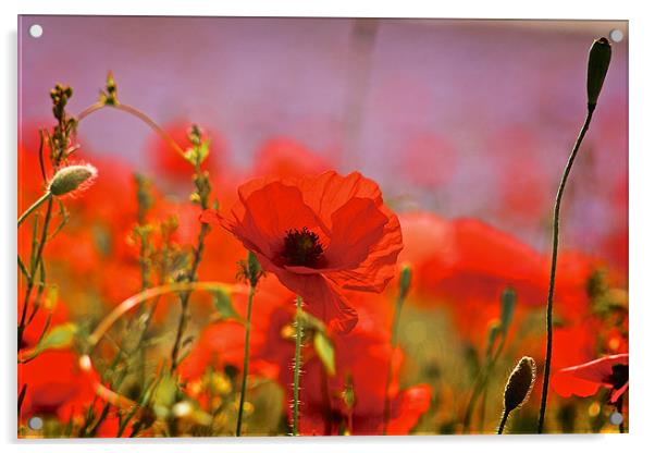 Poppy Field Close Up Acrylic by Ray Nelson