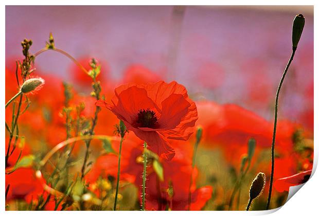 Poppy Field Close Up Print by Ray Nelson