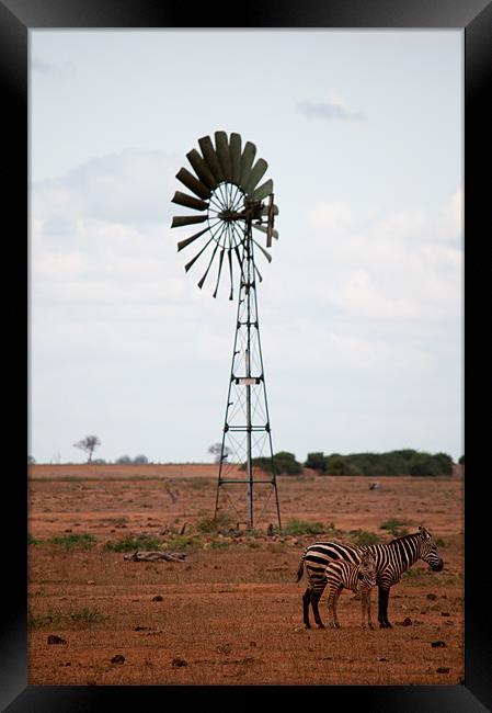 Zebra in Kenya Framed Print by Claire Ellis