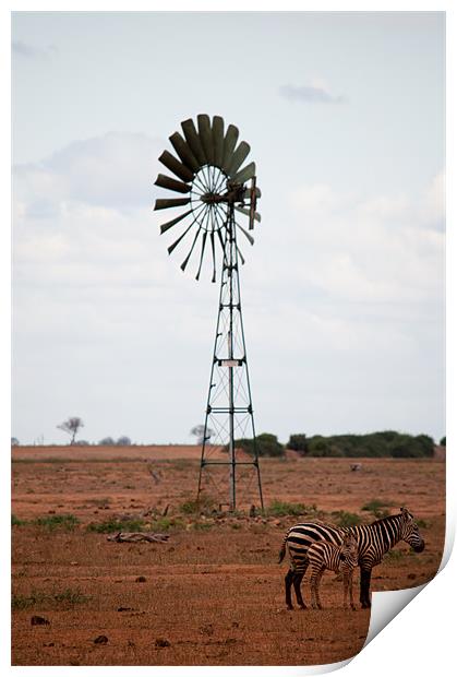 Zebra in Kenya Print by Claire Ellis