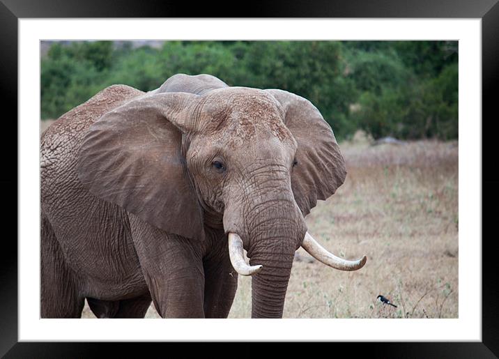 Male Elephant Framed Mounted Print by Claire Ellis