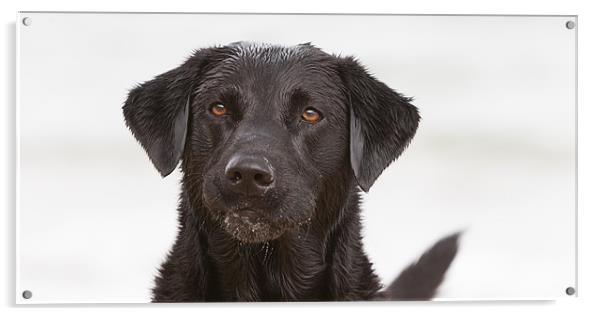 Wet Black Labrador Acrylic by Simon Wrigglesworth