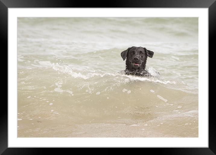 Black Labrador Swimming Framed Mounted Print by Simon Wrigglesworth