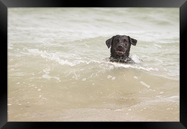 Black Labrador Swimming Framed Print by Simon Wrigglesworth