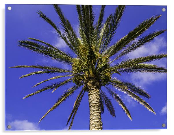 palm tree Acrylic by Robert Bennett