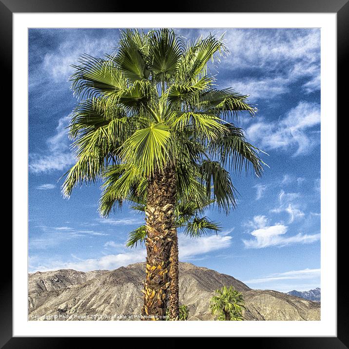 Palm Tree Framed Mounted Print by Philip Pound