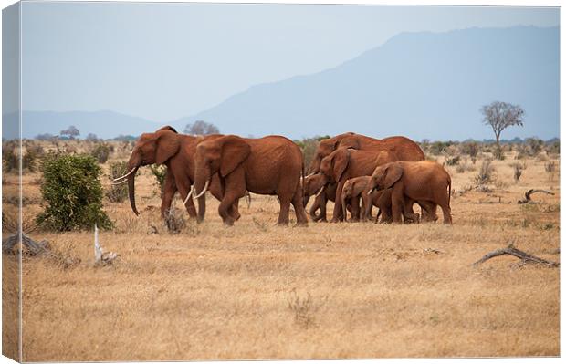Herd of Elephants Canvas Print by Claire Ellis