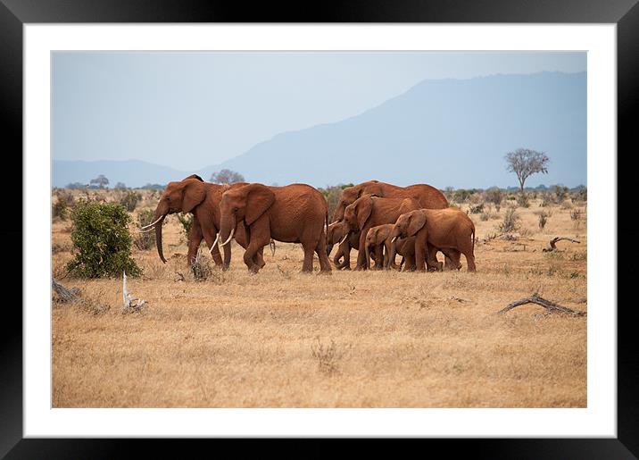 Herd of Elephants Framed Mounted Print by Claire Ellis