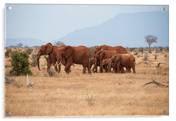 Herd of Elephants Acrylic by Claire Ellis
