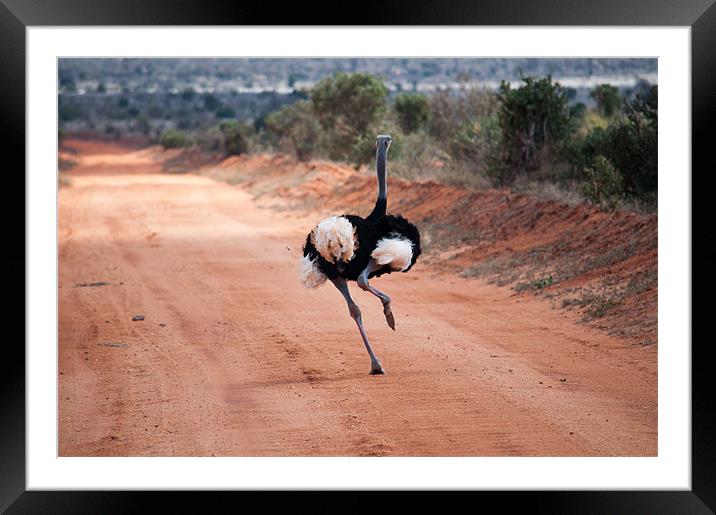 Ostrich running Framed Mounted Print by Claire Ellis