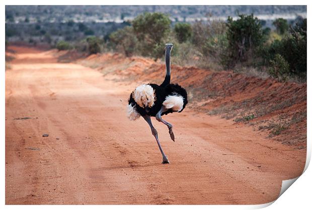 Ostrich running Print by Claire Ellis