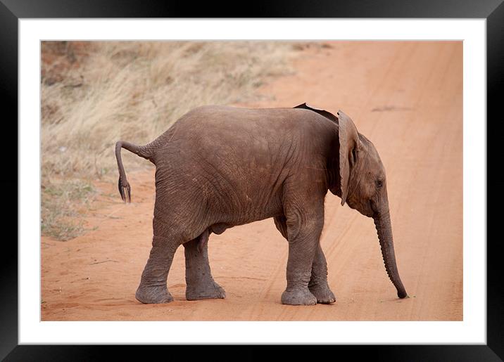 Baby Elephant Framed Mounted Print by Claire Ellis
