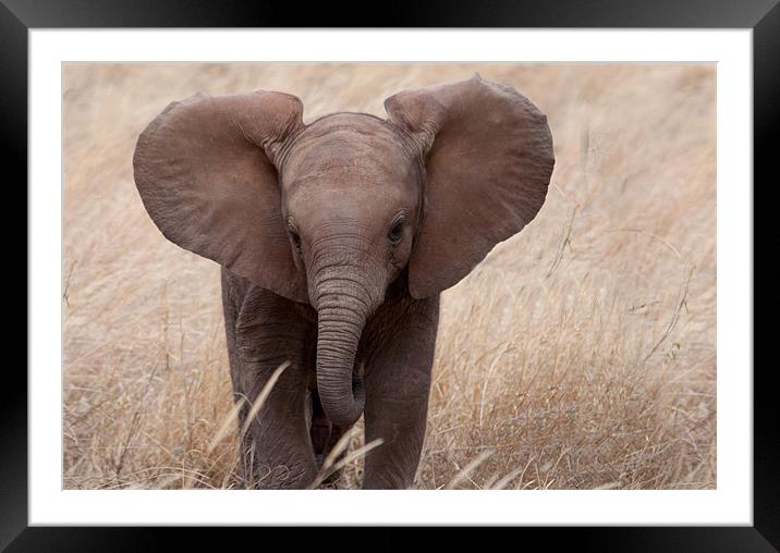 Baby Elephant close Up Framed Mounted Print by Claire Ellis