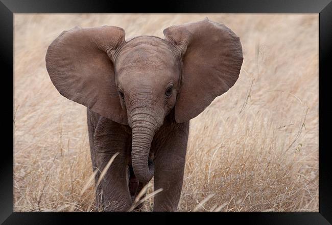 Baby Elephant close Up Framed Print by Claire Ellis