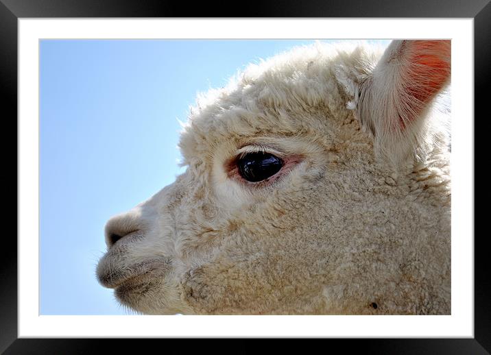 Alpaca Framed Mounted Print by graham young