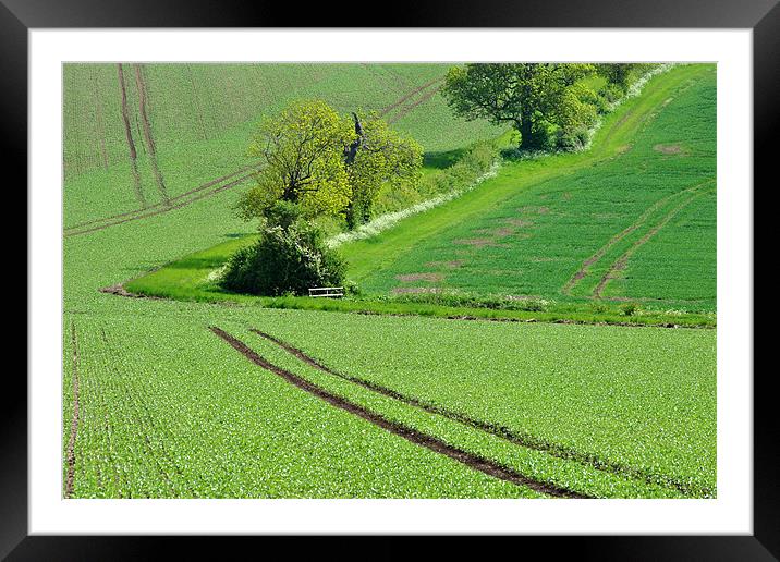 Shades of Green Framed Mounted Print by graham young
