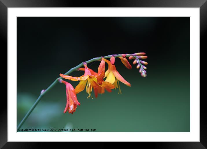 Great monbretia Framed Mounted Print by Mark Cake