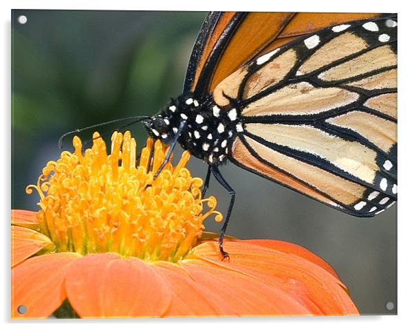 Monarch Butterfly Acrylic by Eyal Nahmias
