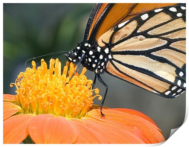 Monarch Butterfly Print by Eyal Nahmias