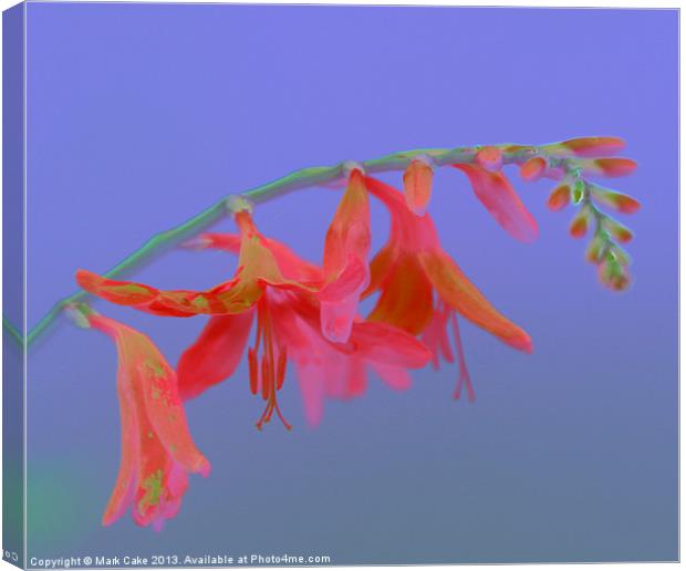 Pink Saturation  great Montbretia Canvas Print by Mark Cake