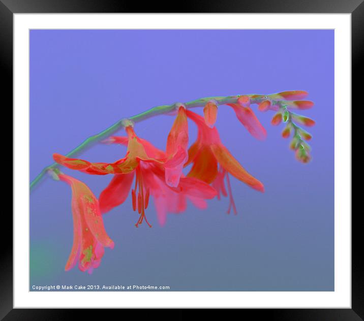 Pink Saturation  great Montbretia Framed Mounted Print by Mark Cake