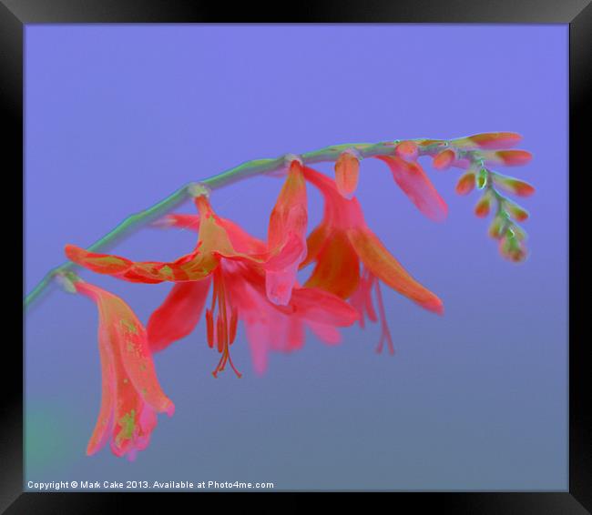 Pink Saturation  great Montbretia Framed Print by Mark Cake