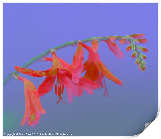 Pink Saturation  great Montbretia Print by Mark Cake