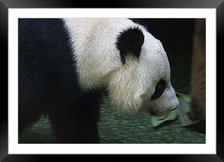 Tian Tian Framed Mounted Print by Tom Gomez