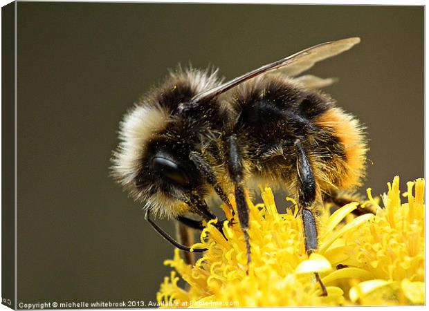 Busy Bumble Canvas Print by michelle whitebrook