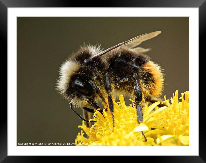 Busy Bumble Framed Mounted Print by michelle whitebrook