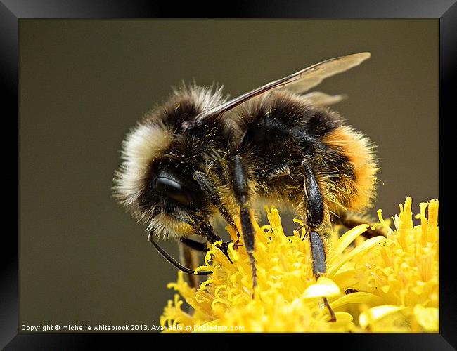 Busy Bumble Framed Print by michelle whitebrook