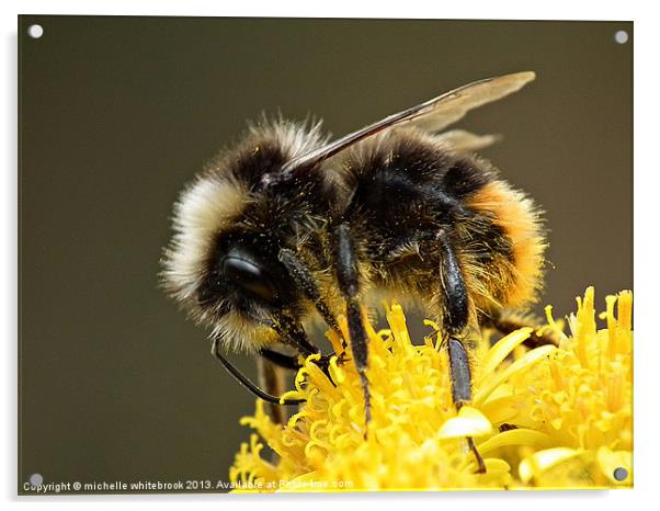 Busy Bumble Acrylic by michelle whitebrook