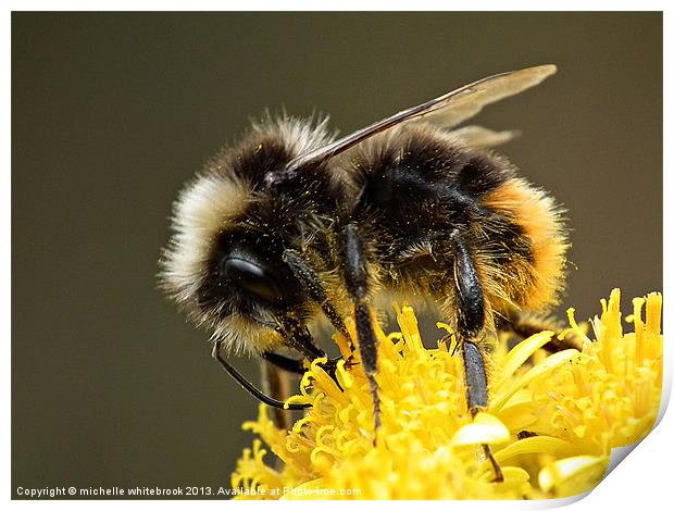 Busy Bumble Print by michelle whitebrook