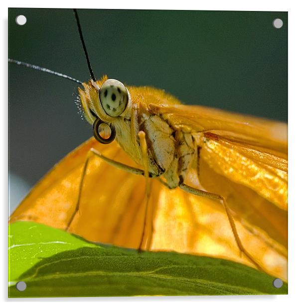 Julia Heliconian butterfly Acrylic by Eyal Nahmias