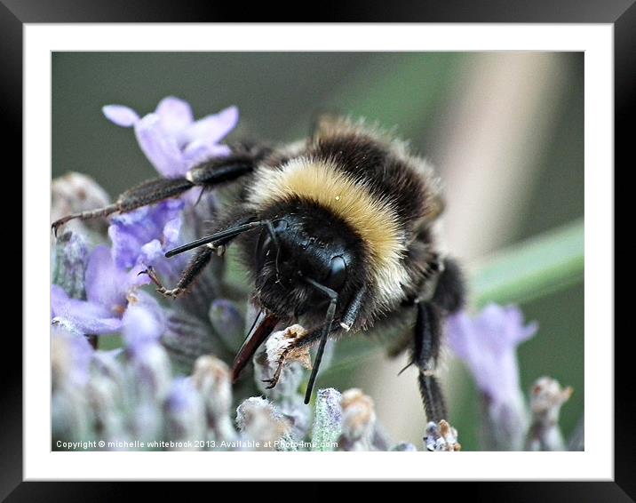 Honey Bee 2 Framed Mounted Print by michelle whitebrook