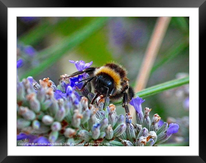 Nectar Collector 2 Framed Mounted Print by michelle whitebrook