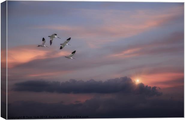 SNOW GEESE IN THE CLOUDS Canvas Print by Tom York
