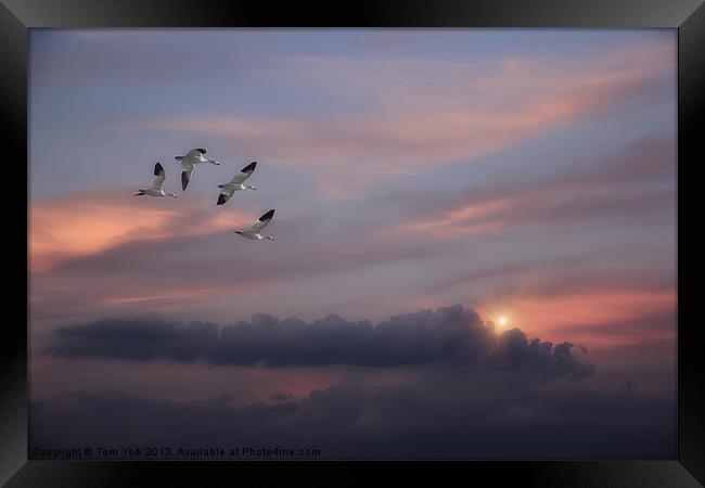 SNOW GEESE IN THE CLOUDS Framed Print by Tom York