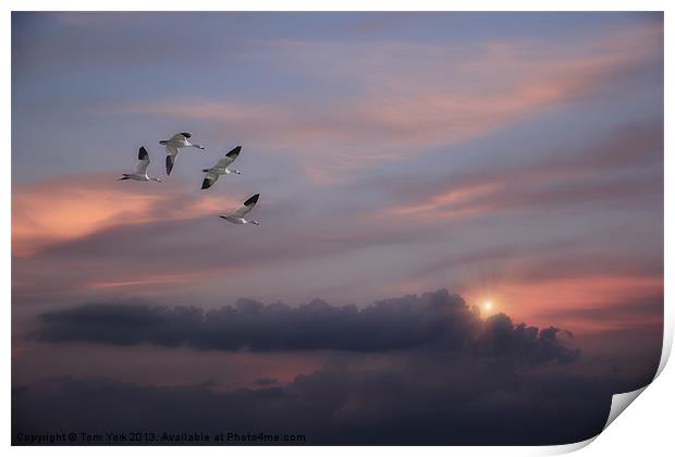 SNOW GEESE IN THE CLOUDS Print by Tom York