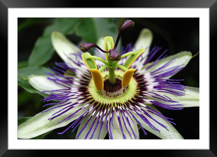 Passion Flower Framed Mounted Print by Sue Hairsine