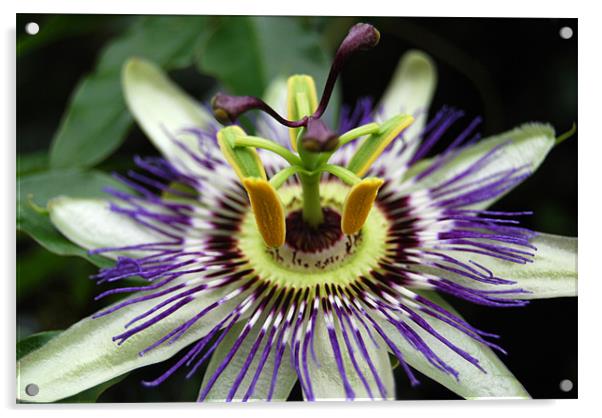 Passion Flower Acrylic by Sue Hairsine