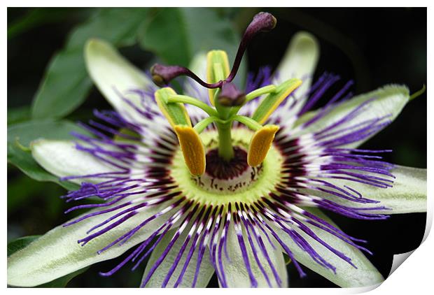 Passion Flower Print by Sue Hairsine