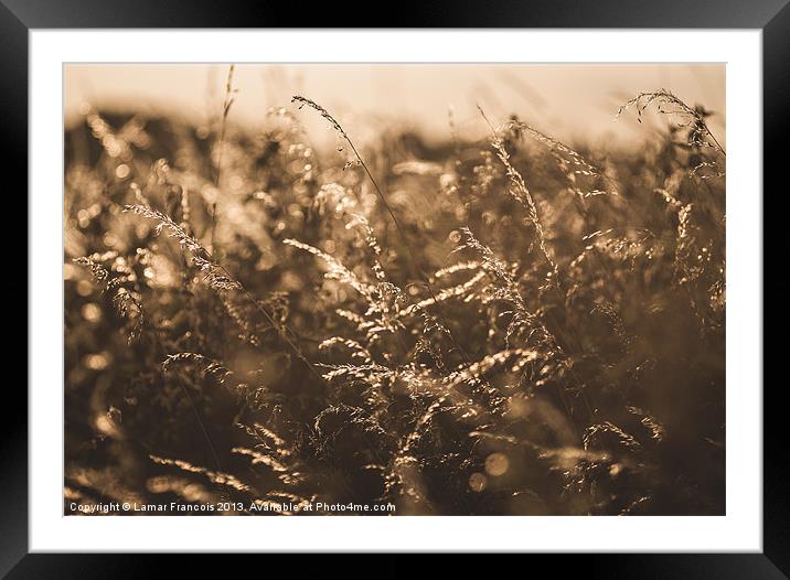 Golden Grass Framed Mounted Print by Lamar Francois
